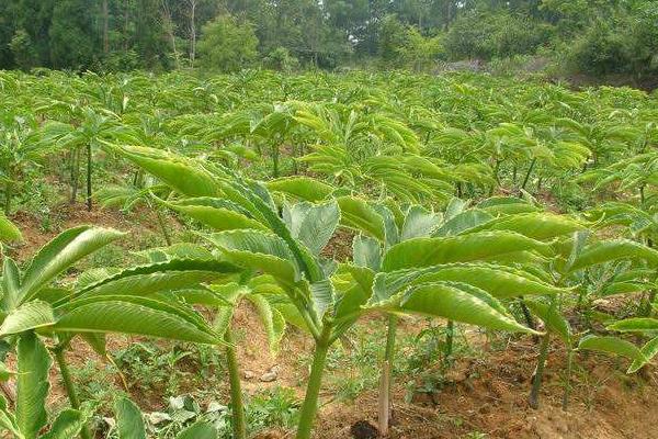 魔芋市場(chǎng)價(jià)多少一斤，1畝魔芋種植利潤(rùn)分析