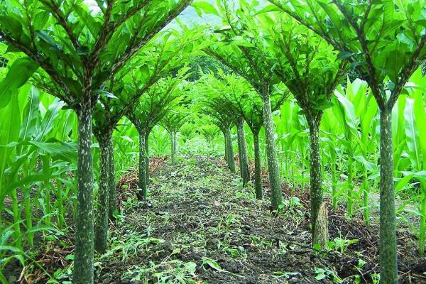 魔芋市場(chǎng)價(jià)多少一斤，1畝魔芋種植利潤(rùn)分析