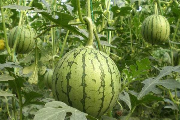 20畝地大棚種西瓜收入,附大棚西瓜種植技術