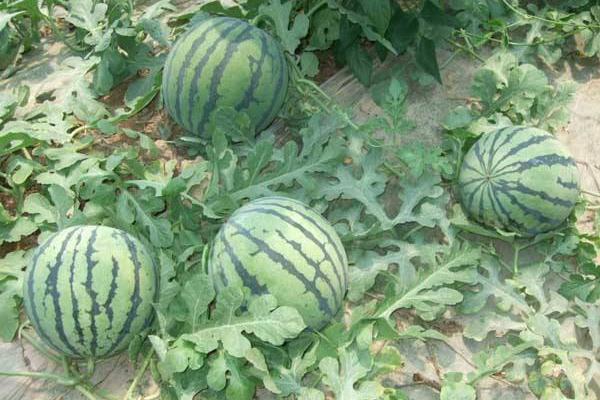 20畝地大棚種西瓜收入,附大棚西瓜種植技術
