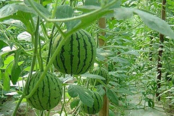 20畝地大棚種西瓜收入,附大棚西瓜種植技術