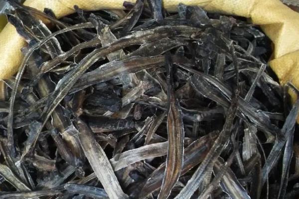 干蚯蚓收購是騙局嗎,干蚯蚓多少錢一斤