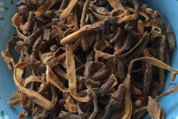 干蚯蚓收購是騙局嗎,干蚯蚓多少錢一斤