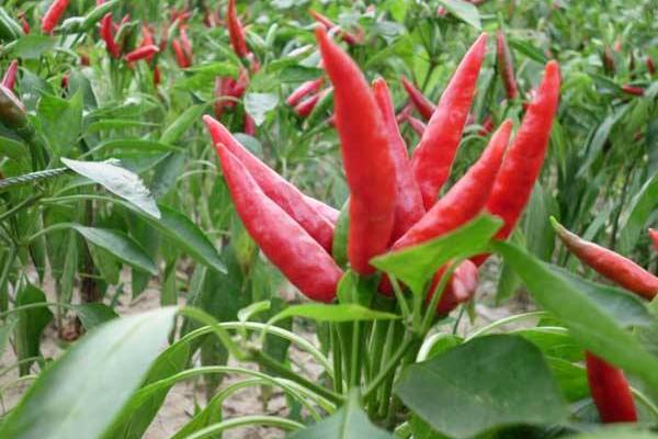 100畝朝天椒的利潤多少,朝天椒市場價多少