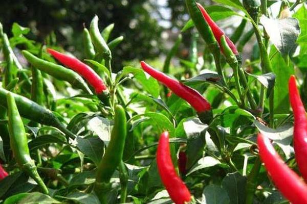 100畝朝天椒的利潤多少,朝天椒市場價多少