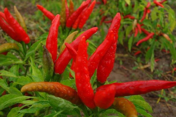 100畝朝天椒的利潤多少,朝天椒市場價多少