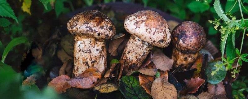 種植松茸一畝多少成本，市場價格多少，種植松茸和野生松茸區別