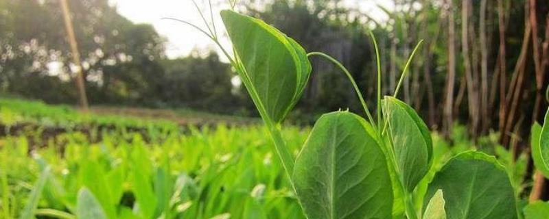 蘭豆苗有什么功效，蘭豆苗怎么炒好吃