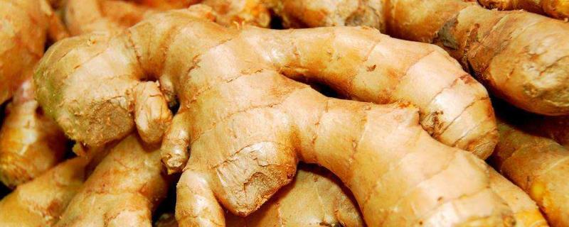 生姜在什么地方和什么時候種植最合適,附種植技術