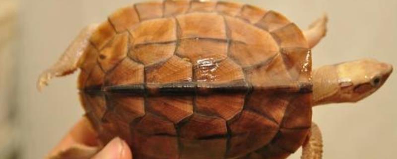 廣東金錢龜苗幾錢一只，金錢龜有多少品種