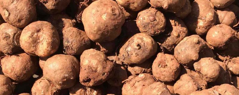 魔芋市場(chǎng)價(jià)多少一斤，1畝魔芋種植利潤(rùn)分析