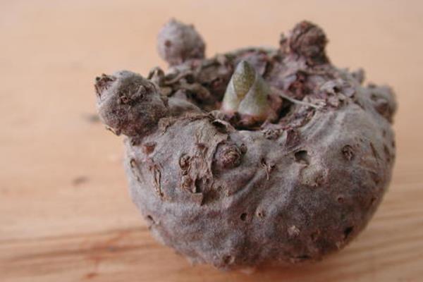 魔芋市場(chǎng)價(jià)多少一斤，1畝魔芋種植利潤(rùn)分析