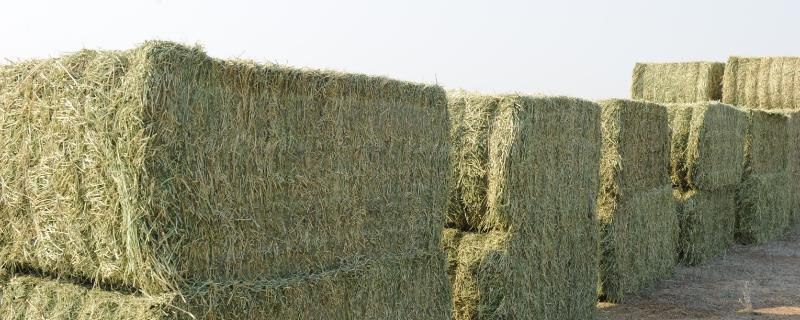 北方產量最高的牧草是什么？適合北方的牧草有哪些