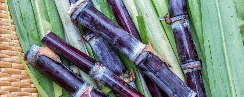 哪里的甘蔗最出名最好吃，哪里的甘蔗批發(fā)最便宜