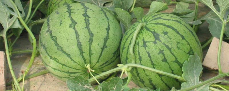 20畝地大棚種西瓜收入，附大棚西瓜種植技術