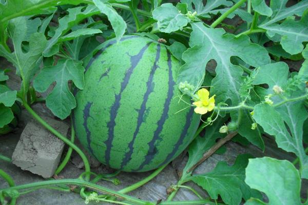 20畝地大棚種西瓜收入,附大棚西瓜種植技術