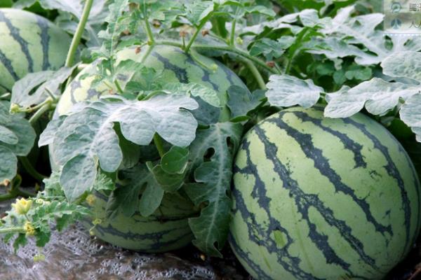 20畝地大棚種西瓜收入,附大棚西瓜種植技術