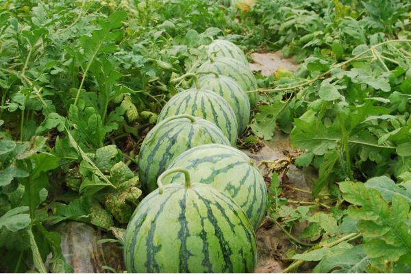 20畝地大棚種西瓜收入,附大棚西瓜種植技術