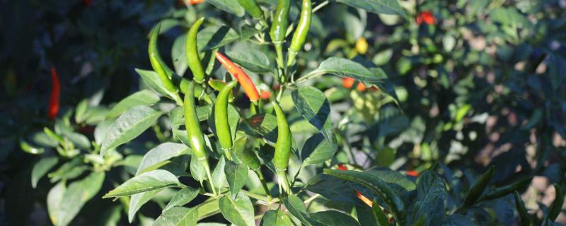 100畝朝天椒的利潤多少，朝天椒市場價多少