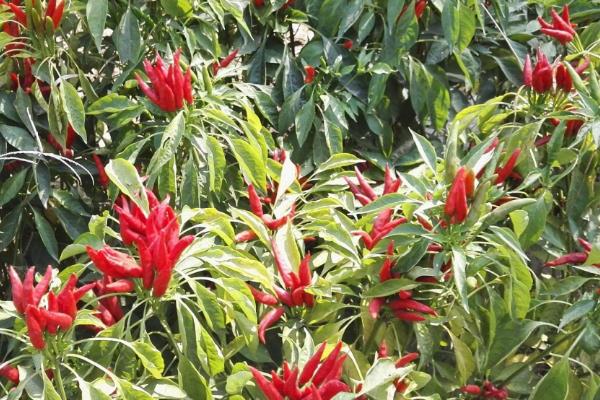 100畝朝天椒的利潤多少,朝天椒市場價多少