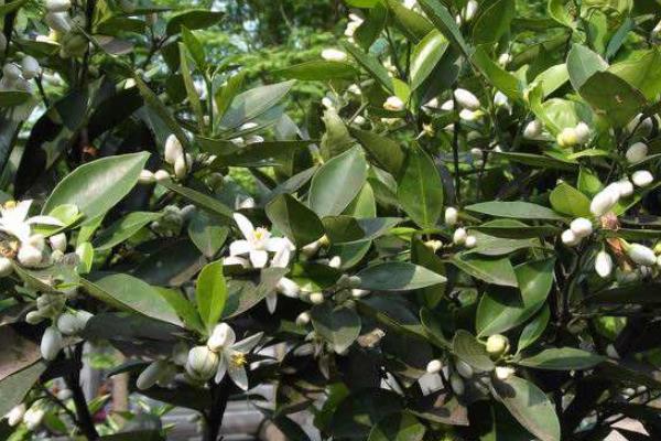 保花保果農藥最佳配方,什么時候打合適