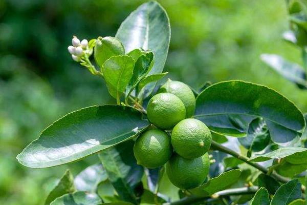 保花保果農藥最佳配方,什么時候打合適