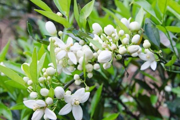 保花保果農藥最佳配方,什么時候打合適