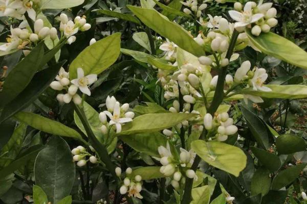 保花保果農藥最佳配方,什么時候打合適