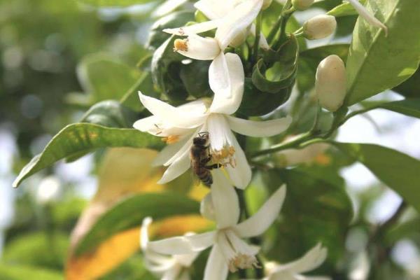 保花保果農藥最佳配方,什么時候打合適