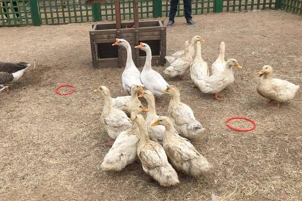 現在套鵝生意可以嗎,套鵝生意會虧本嗎?附套鵝技巧