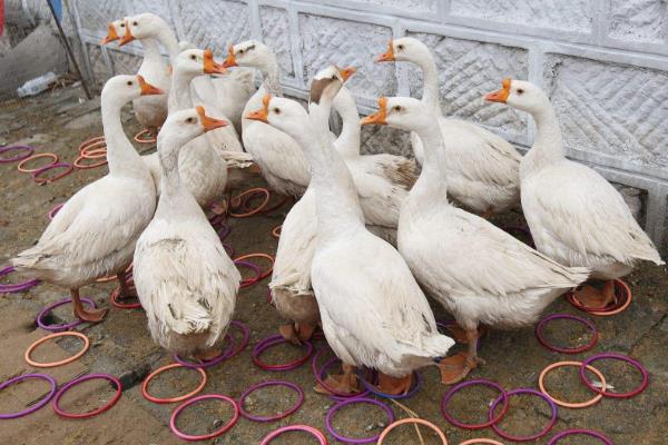 現在套鵝生意可以嗎,套鵝生意會虧本嗎?附套鵝技巧