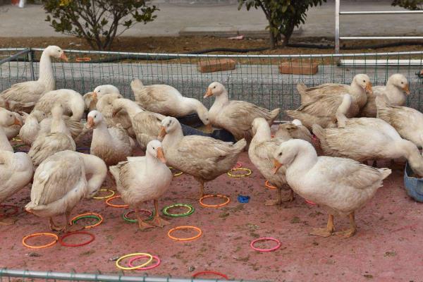 現在套鵝生意可以嗎,套鵝生意會虧本嗎?附套鵝技巧