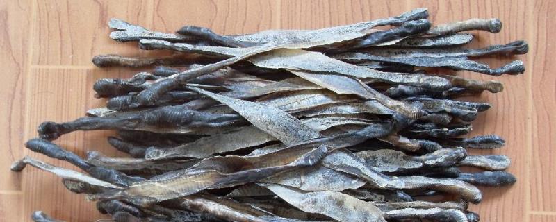 干蚯蚓收購是騙局嗎，干蚯蚓多少錢一斤