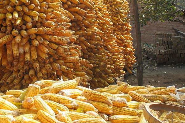 農(nóng)村代加工好項目，介紹幾個農(nóng)村小型加工廠項目