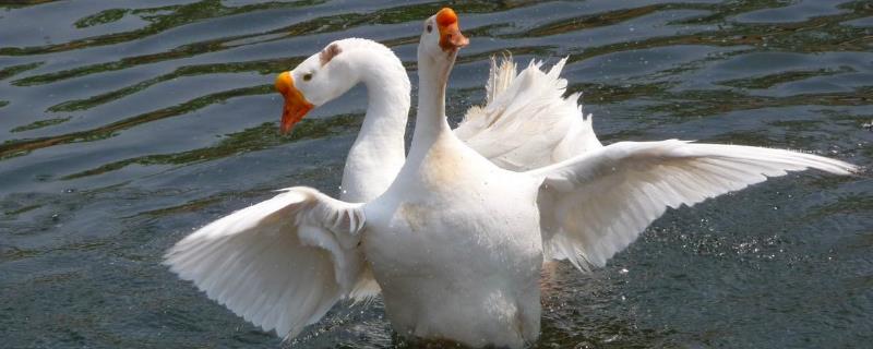 喂50只蛋鵝利潤多少？風險大嗎？蛋鵝一年能產多少蛋？