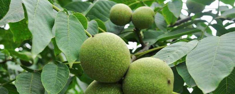 保花保果農藥最佳配方，什么時候打合適