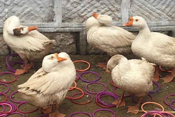 現在套鵝生意可以嗎,套鵝生意會虧本嗎?附套鵝技巧