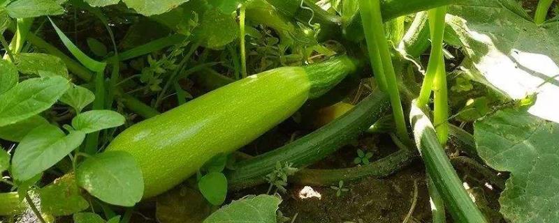 西葫蘆最怕的農藥,這些農藥不能亂用