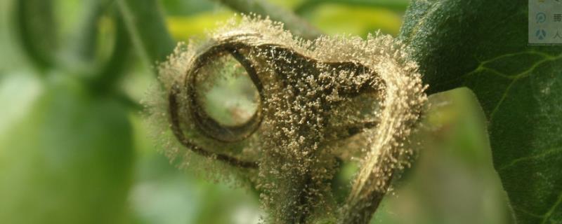 治灰霉病的最佳農(nóng)藥，灰霉病的發(fā)病條件是什么