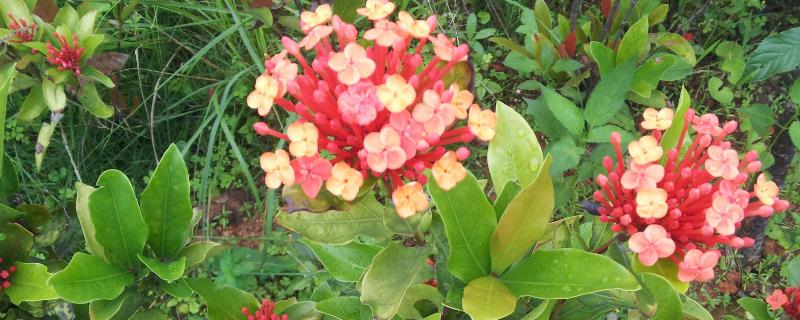 在農村開個花圃掙錢嗎？需要什么手續(xù)資質？要注意什么？