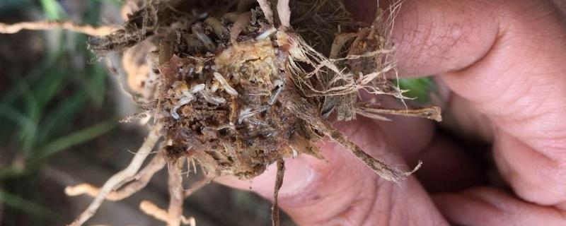 韭蛆用什么農藥最佳，灌什么藥效果好