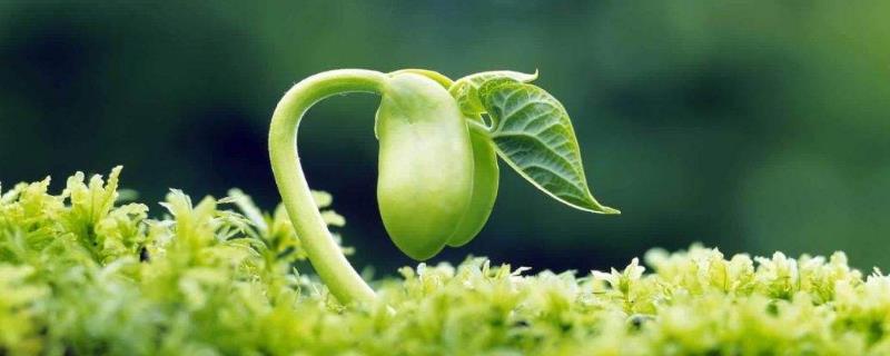 農業綠色發展的趨勢包括哪幾個方面哪些內容