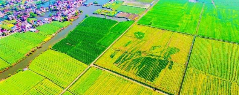 農(nóng)田種植什么利潤高（可長期收入，不用管理）