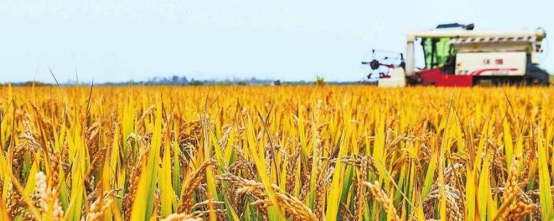 農(nóng)民在家創(chuàng)業(yè)項(xiàng)目（可以做什么賺錢，怎么才能致富）