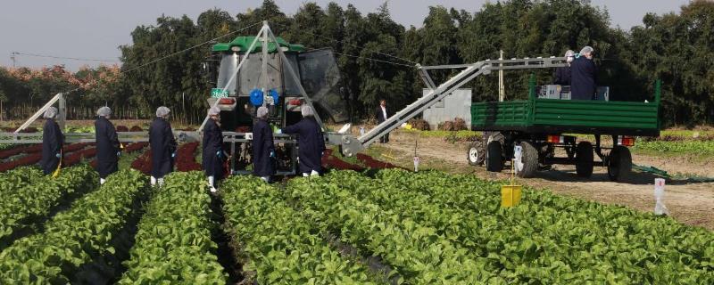 農村干啥能掙點錢呢，農村掙錢好項目
