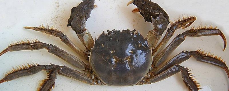 大閘蟹會上火嗎？大閘蟹會過敏嗎？