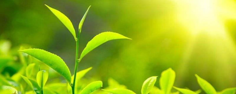 感冒適合喝什么茶