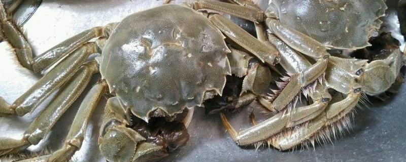 螃蟹的價值以及用途（附功效作用及禁忌）