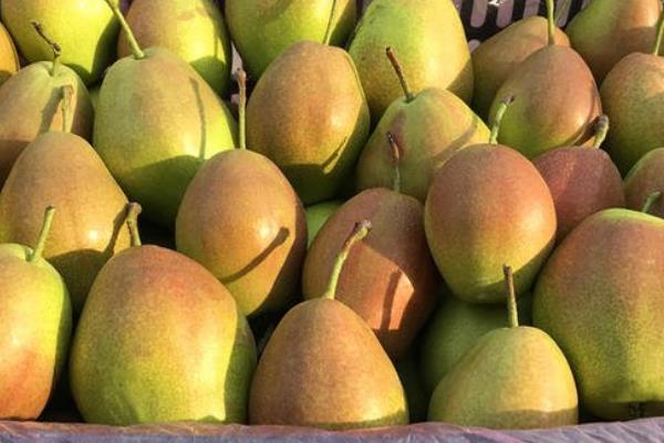 梨壞了一部分還能吃嗎?蒸熟還能吃嗎