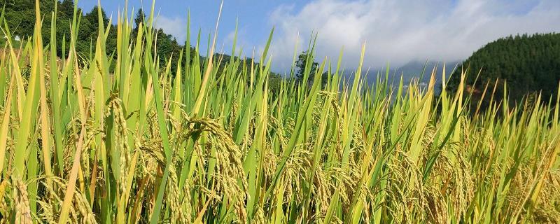 農(nóng)業(yè)合作社響亮的名字，大氣的農(nóng)村合作社名字